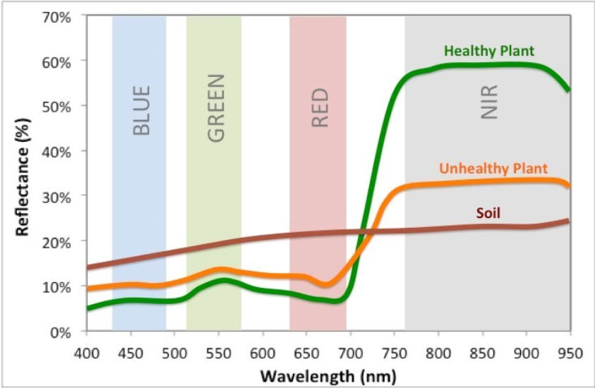 Reflectance chart showing how healthy and unhealthy plants reflect blue, green, red and near-infrared light differently