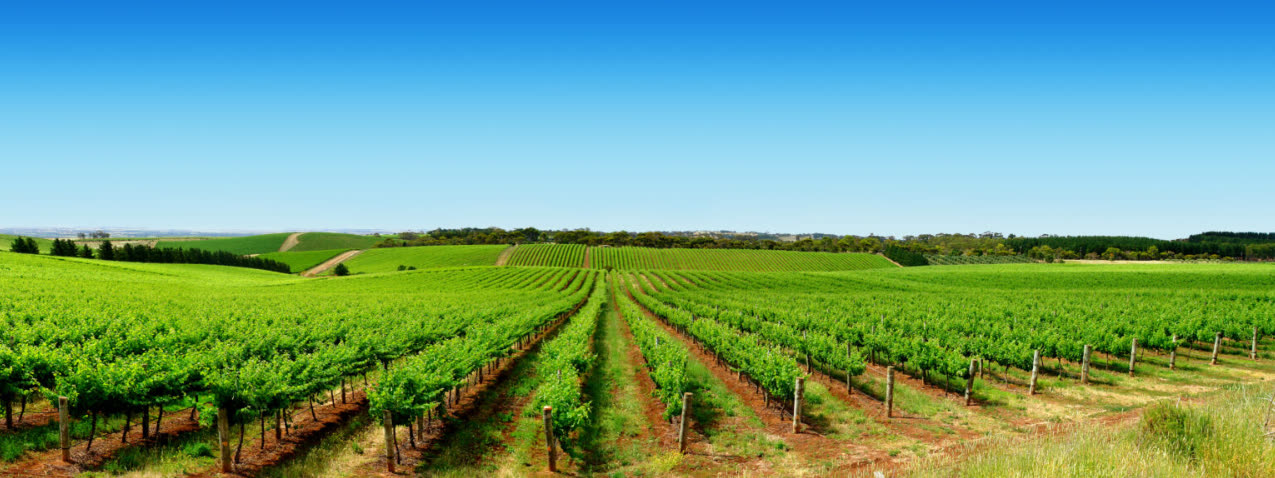 NDVI vine health map from a KC Drone Solutions vineyard survey