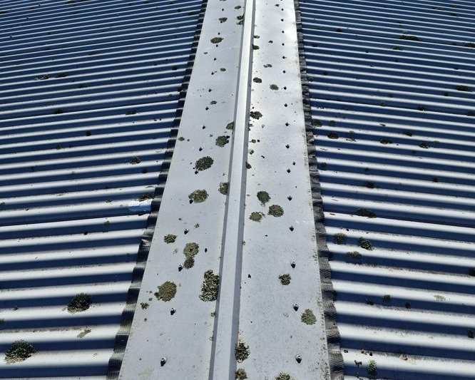 Heavy lichen growth along a commercial roof ridge line before treatment