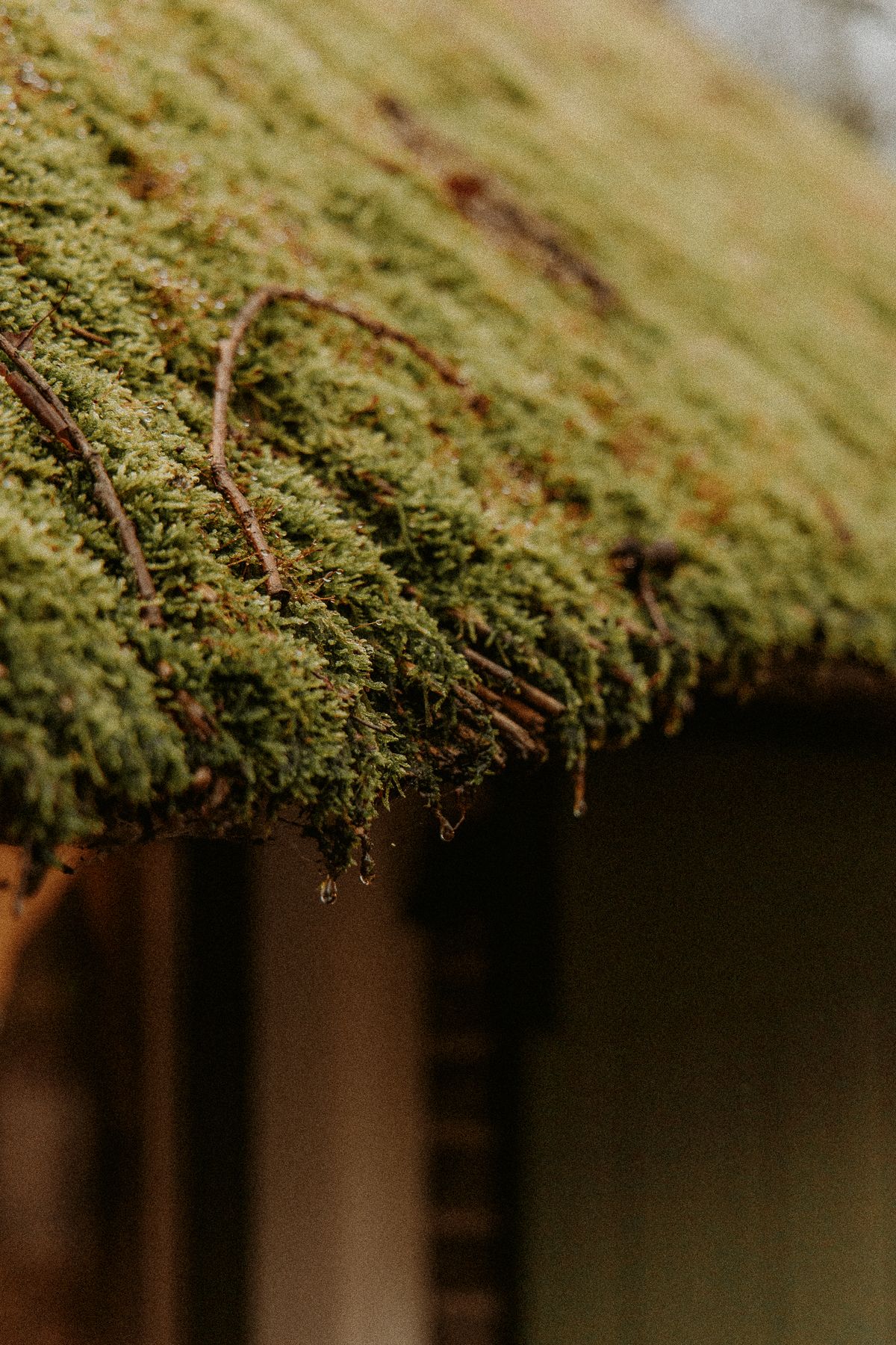 Close-up of a moss-covered roof before cleaning